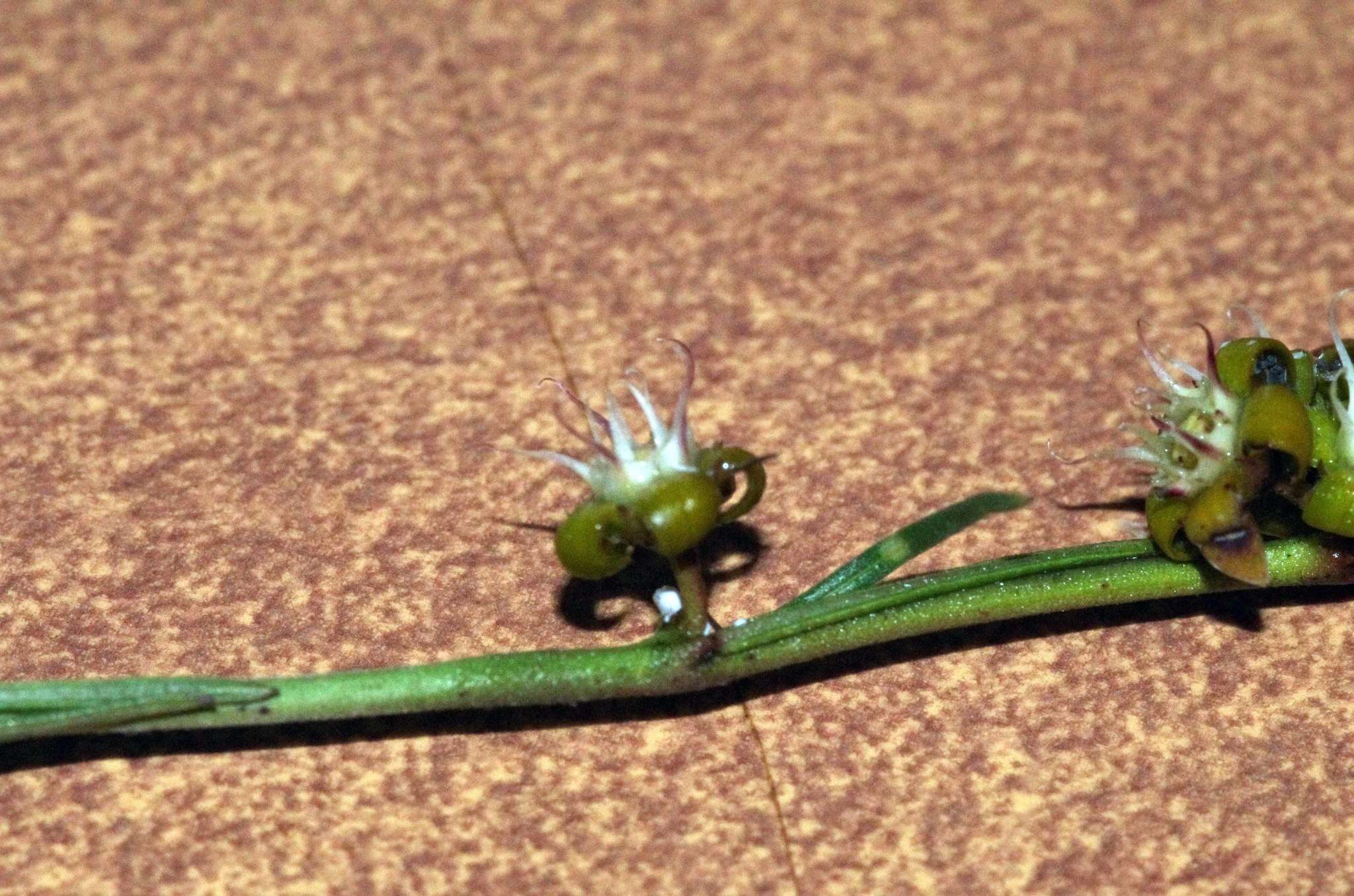 Image of Aspidoglossum biflorum E. Mey.