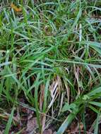 Image of broad-leaved meadow-grass