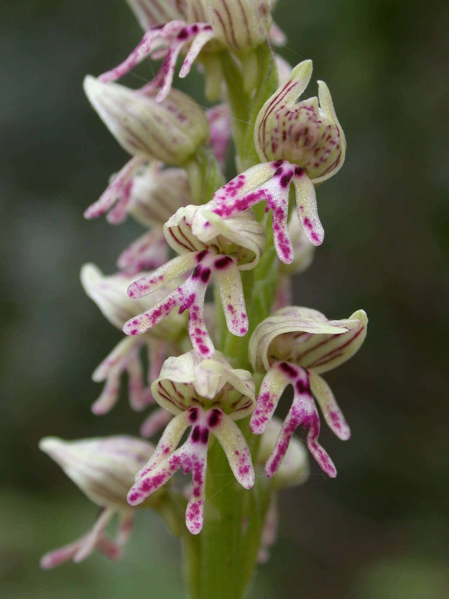 Orchis galilaea (Bornm. & M. Schulze) Schltr. resmi