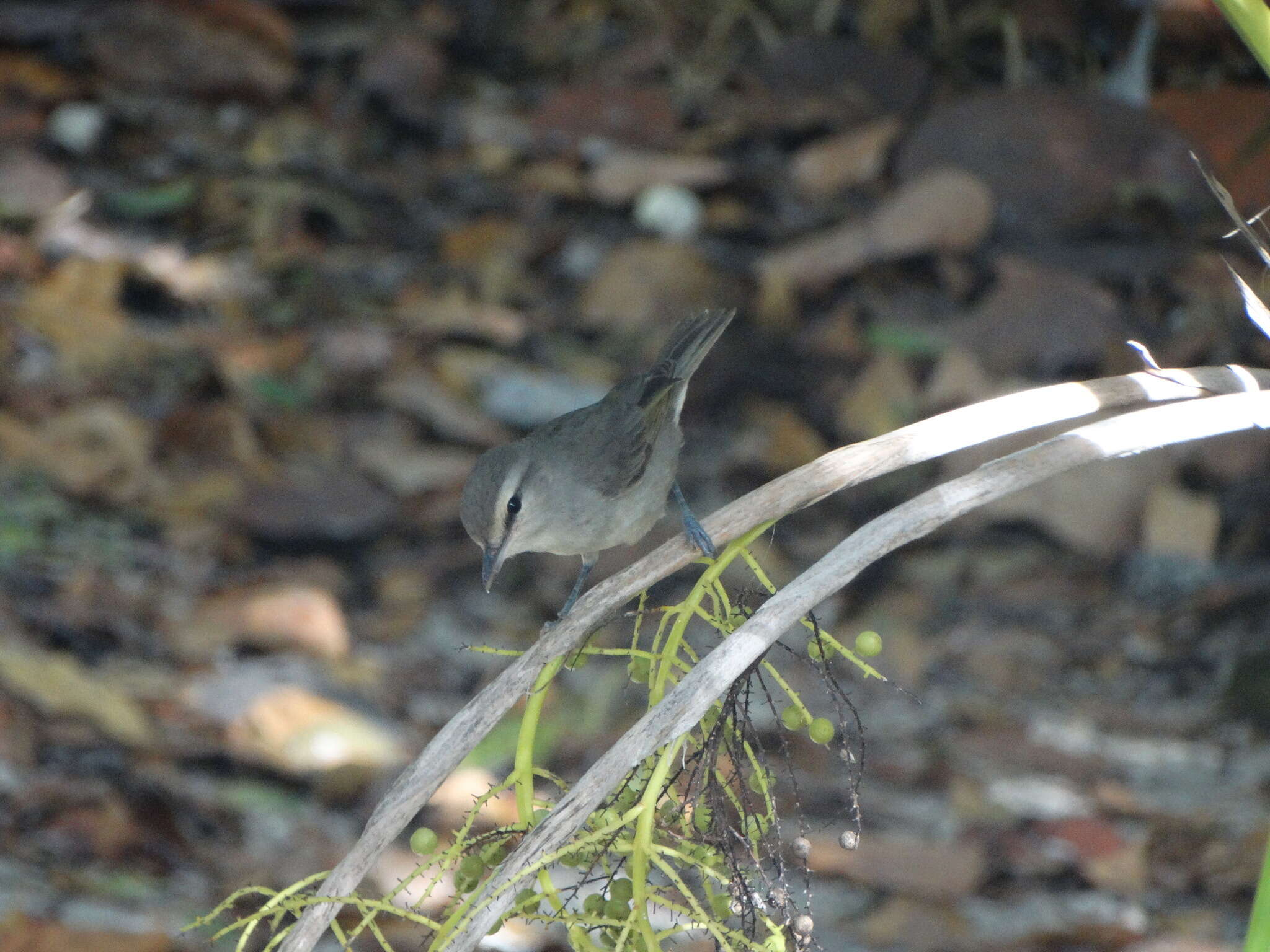 Слика од Vireo magister (Baird & SF 1871)