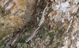 Image of Chevron-throated dwarf gecko