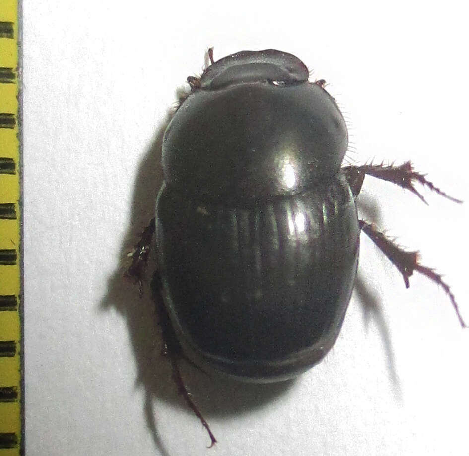 Слика од Euonthophagus carbonarius (Klug 1855)