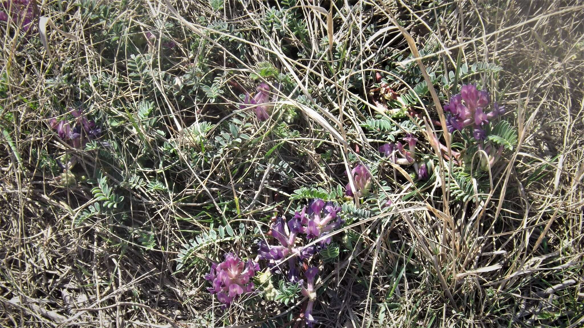 Sivun Astragalus crassicarpus Nutt. kuva