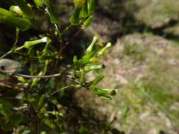 Image of Erechtites picridioides Turcz.