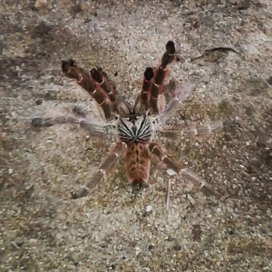 Image of Orange Baboon Tarantula