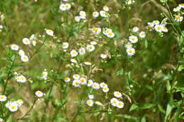 Image of <i>Erigeron <i>strigosus</i></i> var. strigosus