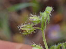 Nemophila breviflora A. Gray resmi