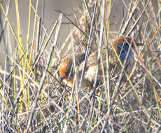 Image of Mallee Emu-wren