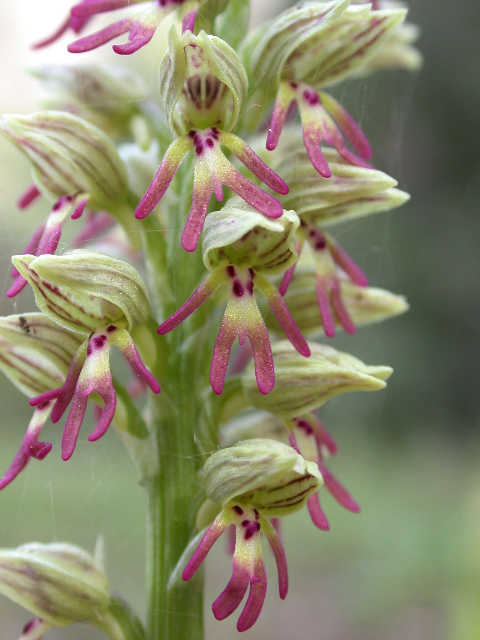 Orchis galilaea (Bornm. & M. Schulze) Schltr. resmi