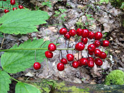 Imagem de Actaea rubra (Ait.) Willd.