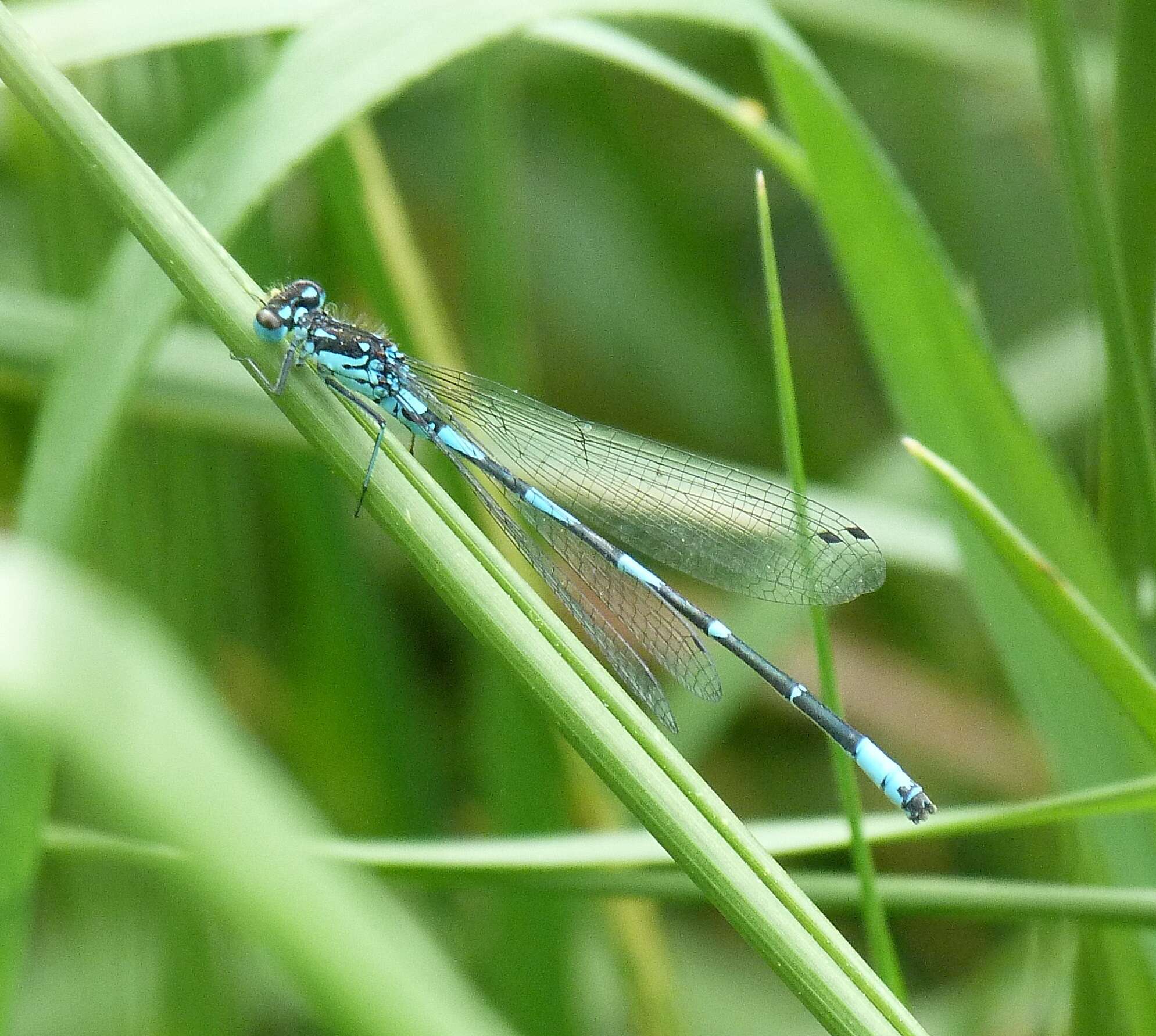 Image of Variable Bluet