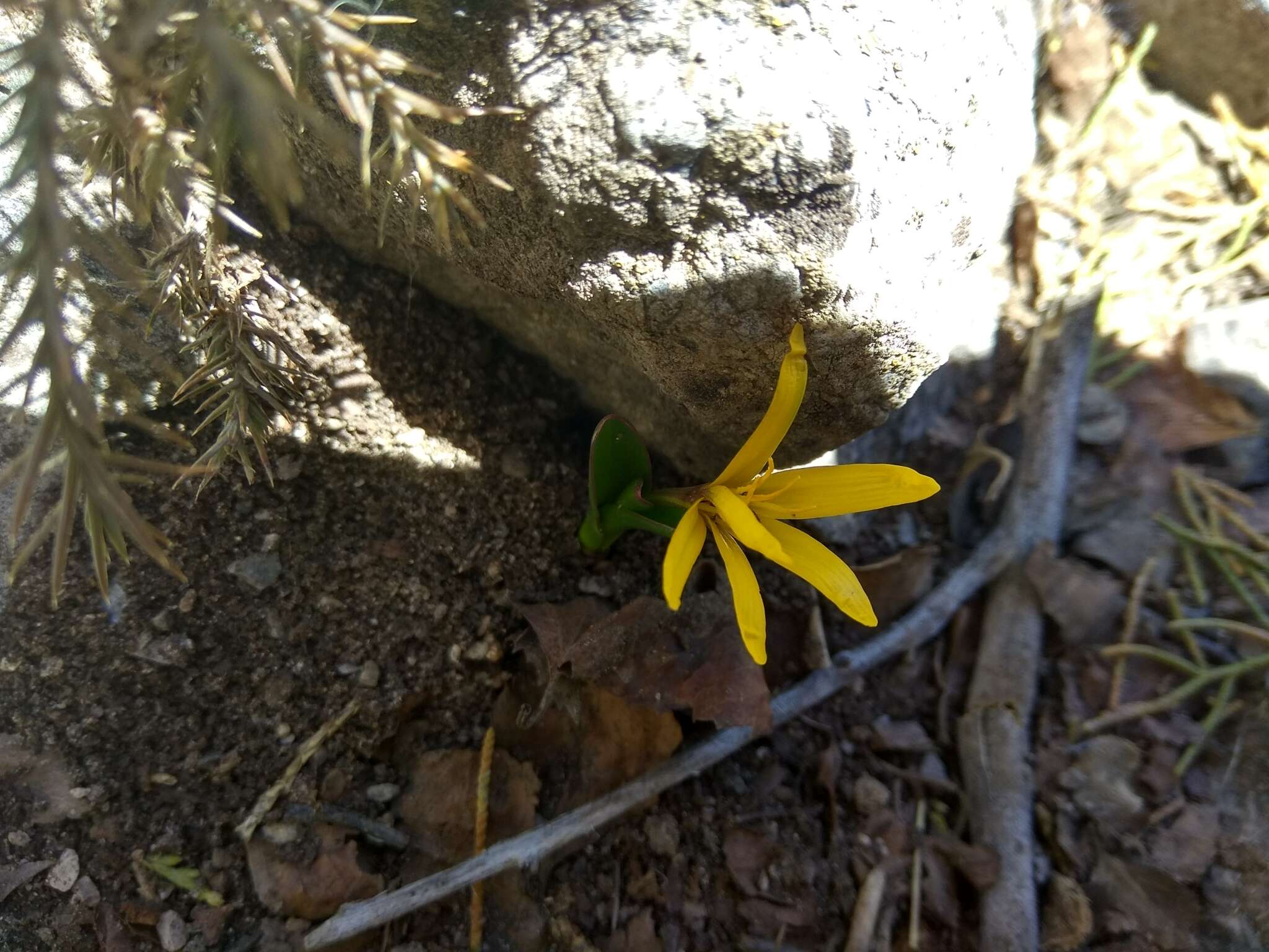 Image of Colchicum luteum Baker