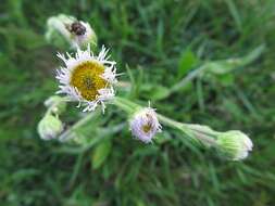 Image of Philadelphia fleabane