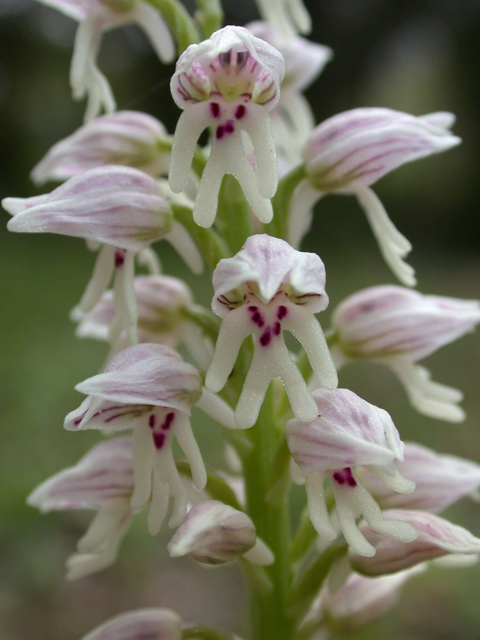 Orchis galilaea (Bornm. & M. Schulze) Schltr. resmi