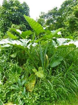 Imagem de Alocasia macrorrhizos (L.) G. Don