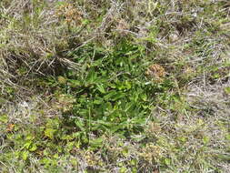 Asclepias crispa var. plana N. E. Br.的圖片