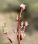 Image of silkcotton purslane