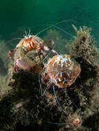 Image of Prideaux's hermit crab