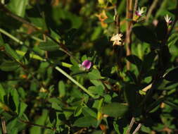 Image of Japanese bush clover