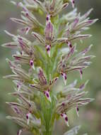 Orchis galilaea (Bornm. & M. Schulze) Schltr. resmi