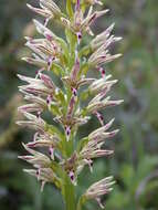 Orchis galilaea (Bornm. & M. Schulze) Schltr. resmi