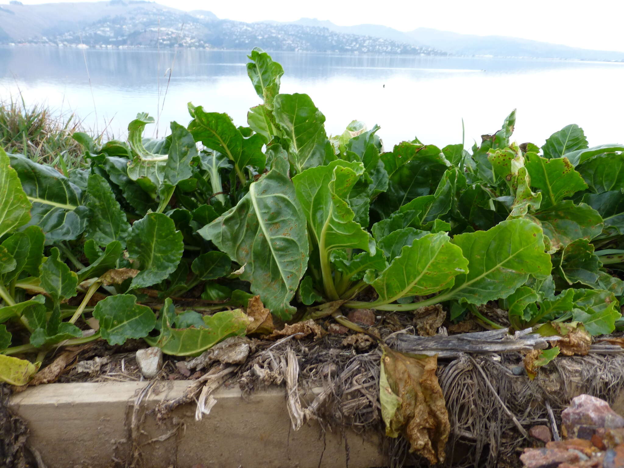 Image of common beet