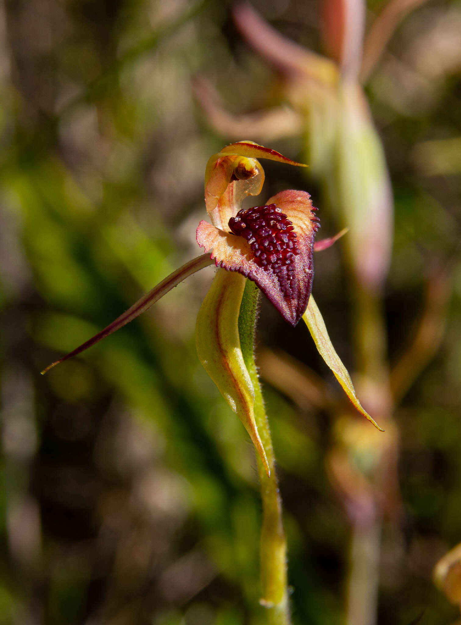 Imagem de Caladenia tessellata Fitzg.