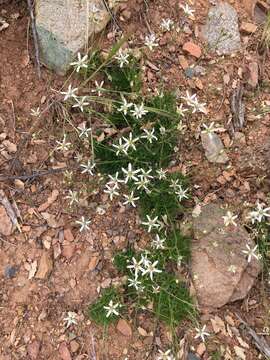 Image of Mt. Dellenbaugh sandwort