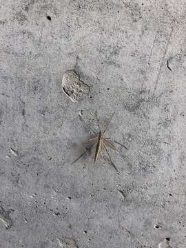 Image of Cranefly