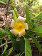 Image of Mandevilla urophylla (Hook. fil.) R. E. Woodson