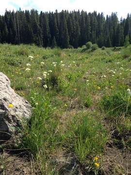 Image of western valerian