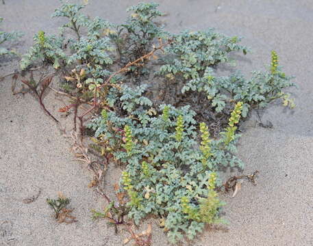 Image of silver bur ragweed