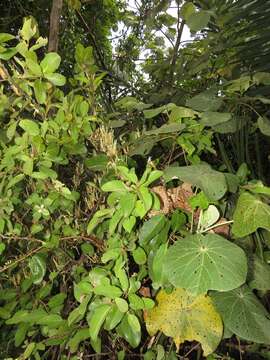 Plancia ëd Hibiscus tiliaceus subsp. tiliaceus