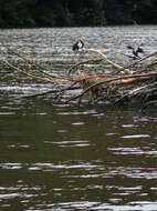 Image of Australian Pied Cormorant