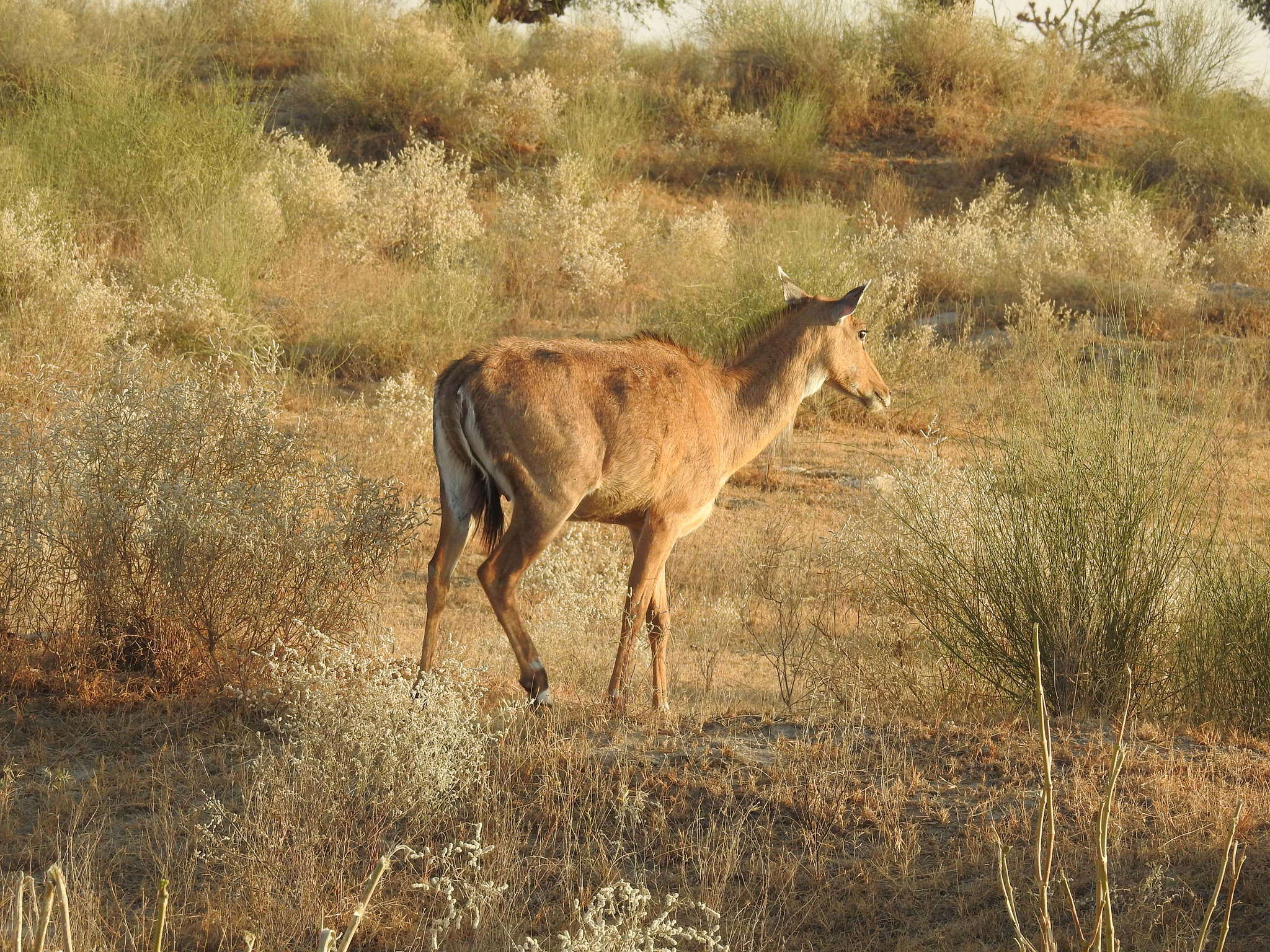 Boselaphus Blainville 1816 resmi