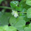 Image of Nubelaria diversiflora