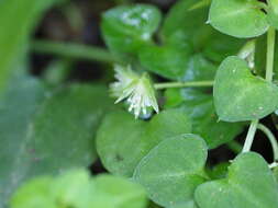 Image of Nubelaria diversiflora