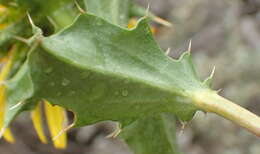 Imagem de Berkheya spinosa (L. fil.) Druce