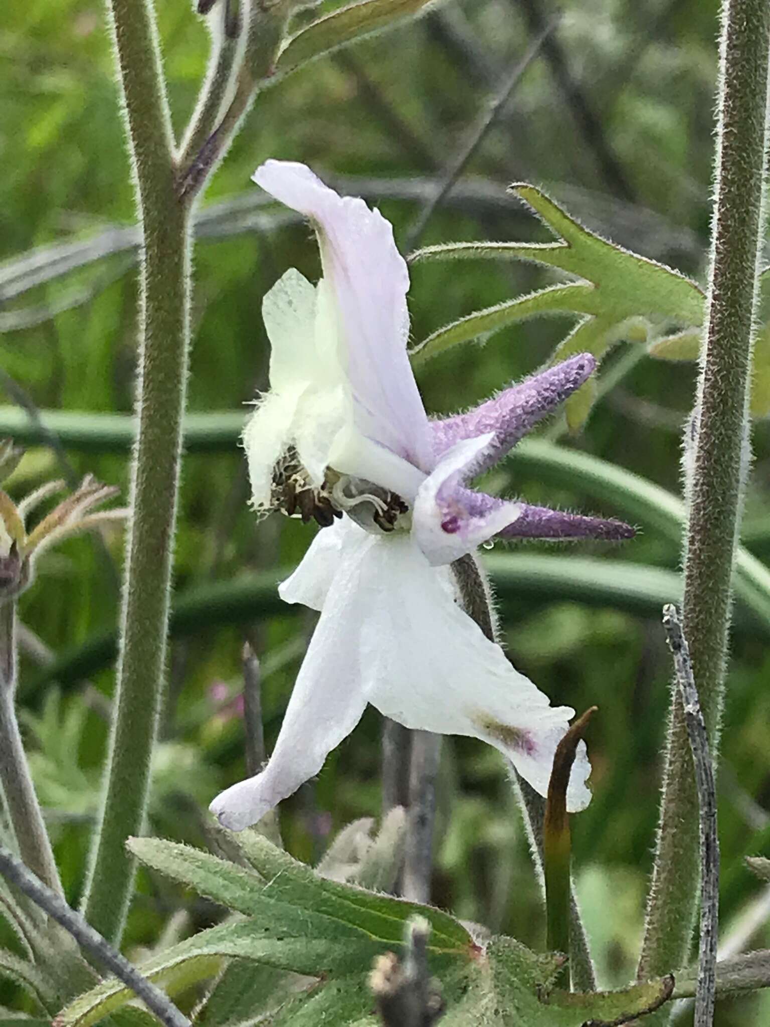 Delphinium variegatum subsp. kinkiense (Munz) M. J. Warnock的圖片