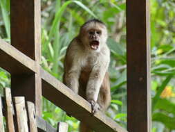 Image of White-fronted Capuchin