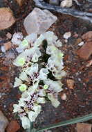 Imagem de Limonium sinuatum subsp. sinuatum