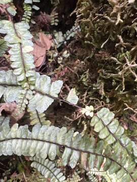 Image of Hobdy's Spleenwort