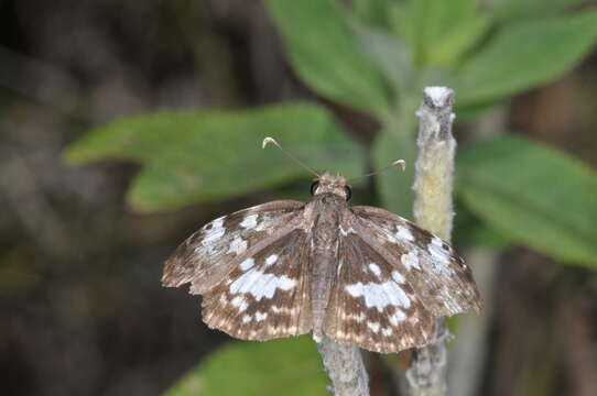 Image of Chiomara asychis Stoll 1780