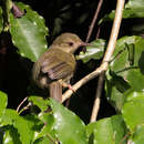 Image of Grey Longbill