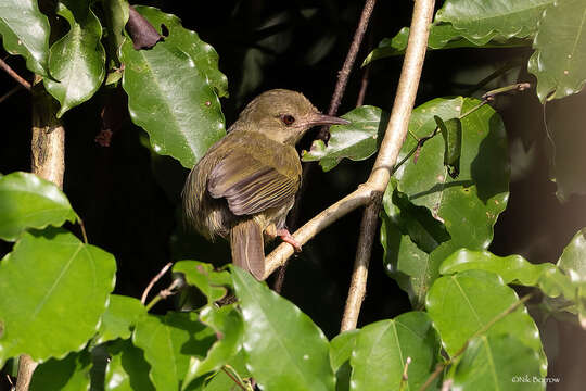 Image of Grey Longbill