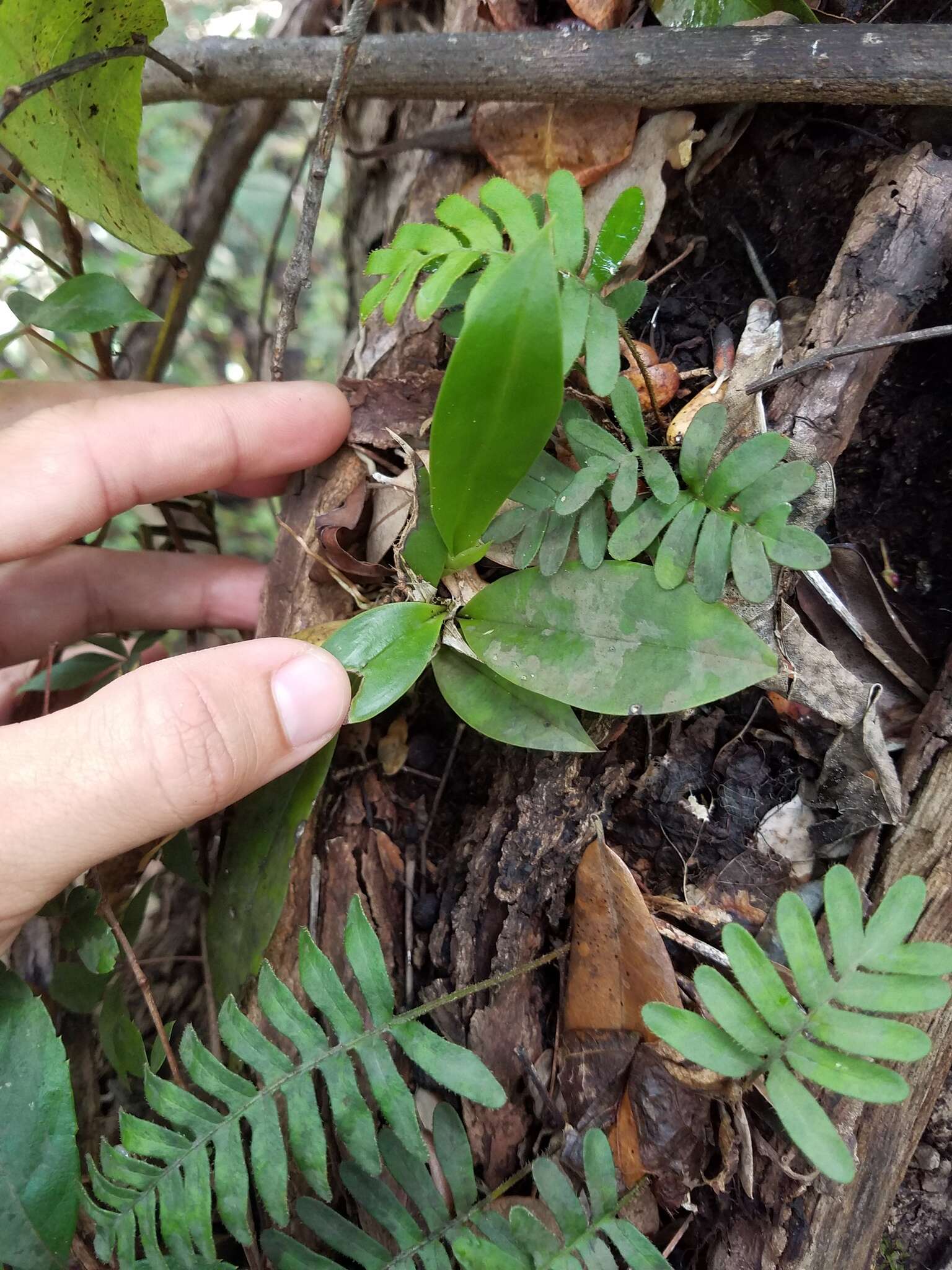 Image of spotted mule-ear orchid