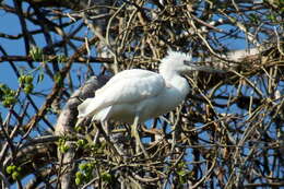 Image of Dimorphic Egret