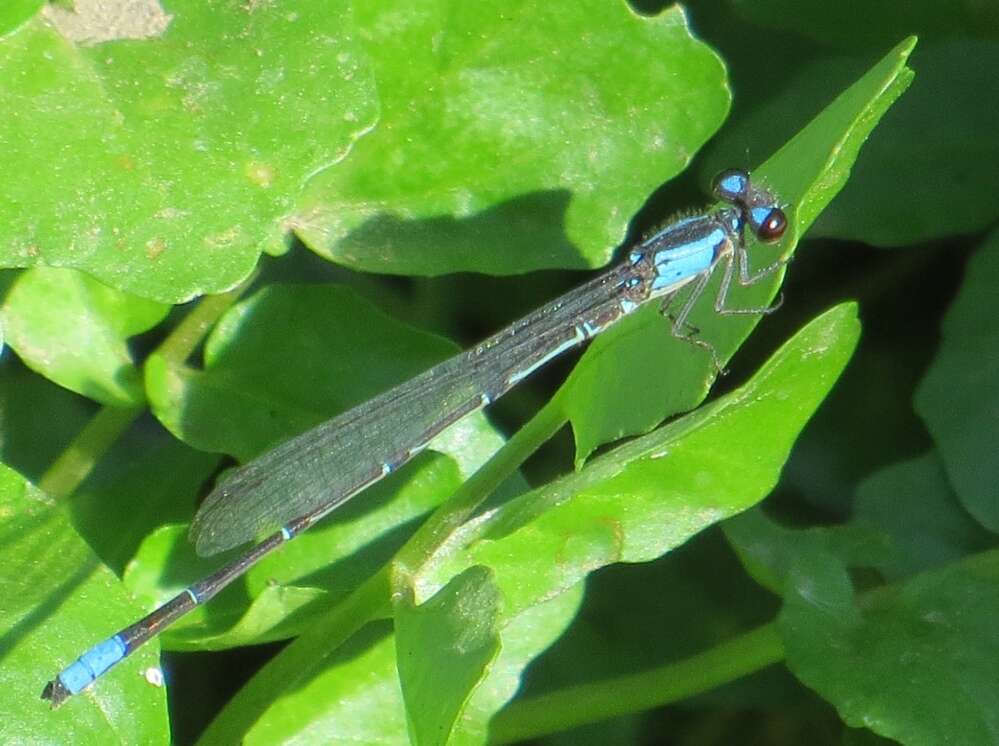 Sivun Oxyagrion ablutum (Calvert 1909) kuva