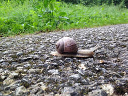 Image of Helix pomatia Linnaeus 1758