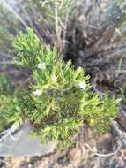 Image of sand fiddleleaf